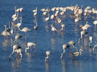 Phoenicopterus roseus 101, Flamingo, Saxifraga-Ed Stikvoort