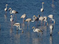 Phoenicopterus roseus 102, Flamingo, Saxifraga-Ed Stikvoort
