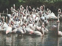 Phoenicopterus roseus 107, Flamingo, Saxifraga-Jan van der Straaten