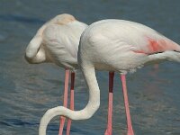 Phoenicopterus roseus 112, Flamingo, Saxifraga-Jan van der Straaten