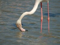 Phoenicopterus roseus 113, Flamingo, Saxifraga-Jan van der Straaten