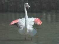 Phoenicopterus roseus 114, Flamingo, Saxifraga-Jan van der Straaten