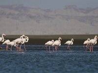 Phoenicopterus roseus 120, Flamingo, Saxifraga-Mark Zekhuis