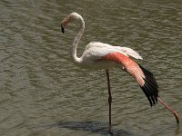 Phoenicopterus roseus 121, Flamingo, Saxifraga-Jan van der Straaten