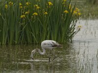 Phoenicopterus roseus 126, juvenile, Flamingo, Saxifraga-Marijke Verhagen
