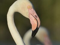 Phoenicopterus roseus 13, Flamingo, Saxifraga-Tom Heijnen