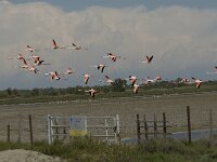 Phoenicopterus roseus 133, Flamingo, Saxifraga-Jan van der Straaten