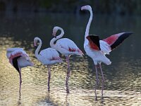 Phoenicopterus roseus 16, Flamingo, Saxifraga-Tom Heijnen