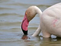 Phoenicopterus roseus 19, Flamingo, Saxifraga-Tom Heijnen