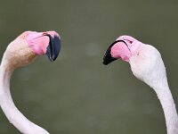 Phoenicopterus roseus 22, Flamingo, Saxifraga-Tom Heijnen