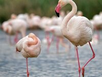 Phoenicopterus roseus 23,Flamingo, Saxifraga-Tom Heijnen