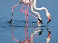 Phoenicopterus roseus 26, Flamingo, Saxifraga-Tom Heijnen