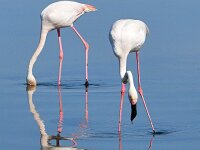 Phoenicopterus roseus 28, Flamingo, Saxifraga-Tom Heijnen