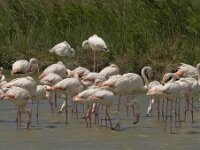 Phoenicopterus roseus 32, Flamingo, Saxifraga-Jan van der Straaten