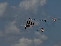 Phoenicopterus roseus 33, Flamingo, Saxifraga-Jan van der Straaten