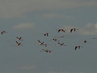 Phoenicopterus roseus 35, Flamingo, Saxifraga-Marijke Verhagen