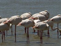 Phoenicopterus roseus 36, Flamingo, Saxifraga-Jan van der Straaten