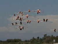 Phoenicopterus roseus 38, Flamingo, Saxifraga-Jan van der Straaten