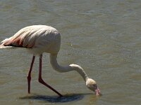Phoenicopterus roseus 42, Flamingo, Saxifraga-Jan van der Straaten