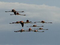 Phoenicopterus roseus 45, Flamingo, Saxifraga-Marijke Verhagen
