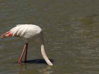 Phoenicopterus roseus 46, Flamingo, Saxifraga-Jan van der Straaten