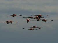 Phoenicopterus roseus 49, Flamingo, Saxifraga-Marijke Verhagen
