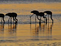 Phoenicopterus roseus 5 Flamingo, Saxifraga-Tom Heijnen