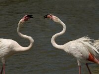 Phoenicopterus roseus 52, Flamingo, Saxifraga-Jan van der Straaten