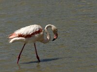 Phoenicopterus roseus 55, Flamingo, Saxifraga-Jan van der Straaten