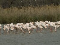 Phoenicopterus roseus 59, Flamingo, Saxifraga-Willem van Kruijsbergen