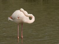 Phoenicopterus roseus 68, Flamingo, Saxifraga-Willem van Kruijsbergen