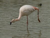 Phoenicopterus roseus 71, Flamingo, Saxifraga-Willem van Kruijsbergen