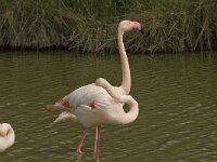 Phoenicopterus roseus 75, Flamingo, Saxifraga-Willem van Kruijsbergen