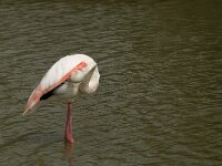 Phoenicopterus roseus 77, Flamingo, Saxifraga-Willem van Kruijsbergen