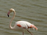 Phoenicopterus roseus 81, Flamingo, Saxifraga-Willem van Kruijsbergen