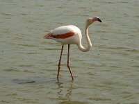 Phoenicopterus roseus 84, Flamingo, Saxifraga-Willem van Kruijsbergen