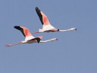 Phoenicopterus roseus 87, Flamingo, Saxifraga-Mark Zekhuis