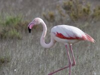 Phoenicopterus roseus 90, Flamingo, Saxifraga-Mark Zekhuis