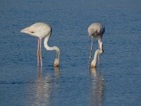 Phoenicopterus roseus 98, Flamingo, Saxifraga-Ed Stikvoort