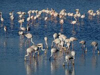 Phoenicopterus roseus 99, Flamingo, Saxifraga-Ed Stikvoort
