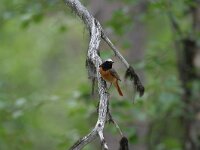 Phoenicurus phoenicurus 10, Gekraagde roodstaart, male, Saxifraga-Dirk Hilbers