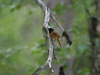 Phoenicurus phoenicurus 11, Gekraagde roodstaart, male, Saxifraga-Dirk Hilbers