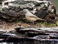 Phoenicurus phoenicurus 135, Gekraagde roodstaart, adult, female, Saxifraga-Theo Verstrael