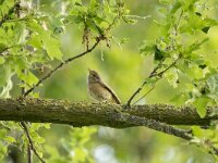 Phoenicurus phoenicurus 136, Gekraagde roodstaart, adult, female, Saxifraga-Theo Verstrael