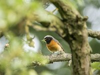 Phoenicurus phoenicurus 142, Gekraagde roodstaart, adult, male, Saxifraga-Theo Verstrael