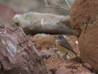 Phoenicurus phoenicurus 15, Gekraagde roodstaart, Saxifraga-Mark Zekhuis