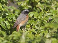 Phoenicurus phoenicurus 16, Gekraagde roodstaart, Saxifraga-Mark Zekhuis