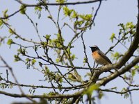 Phoenicurus phoenicurus 3, Gekraagde roodstaart, male, Saxifraga-Mark Zekhuis