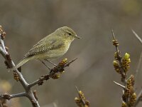 Phylloscopus collybita 10, Tjiftjaf, Saxifraga-Rik Kruit