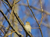 Phylloscopus collybita 118, Tjiftjaf, adult, male, Saxifraga-Theo Verstrael